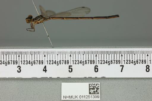 Leptocnemis bilineata Selys, 1869 - 011251399_lateral