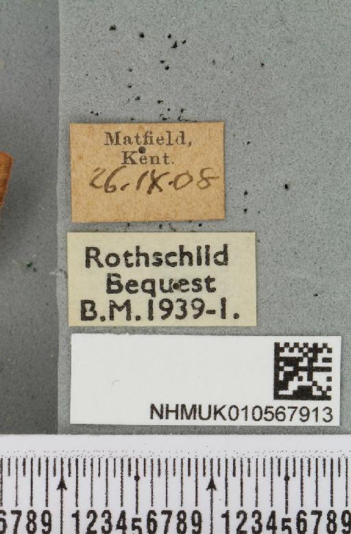 Agrochola helvola (Linnaeus, 1758) - NHMUK_010567913_label_625536