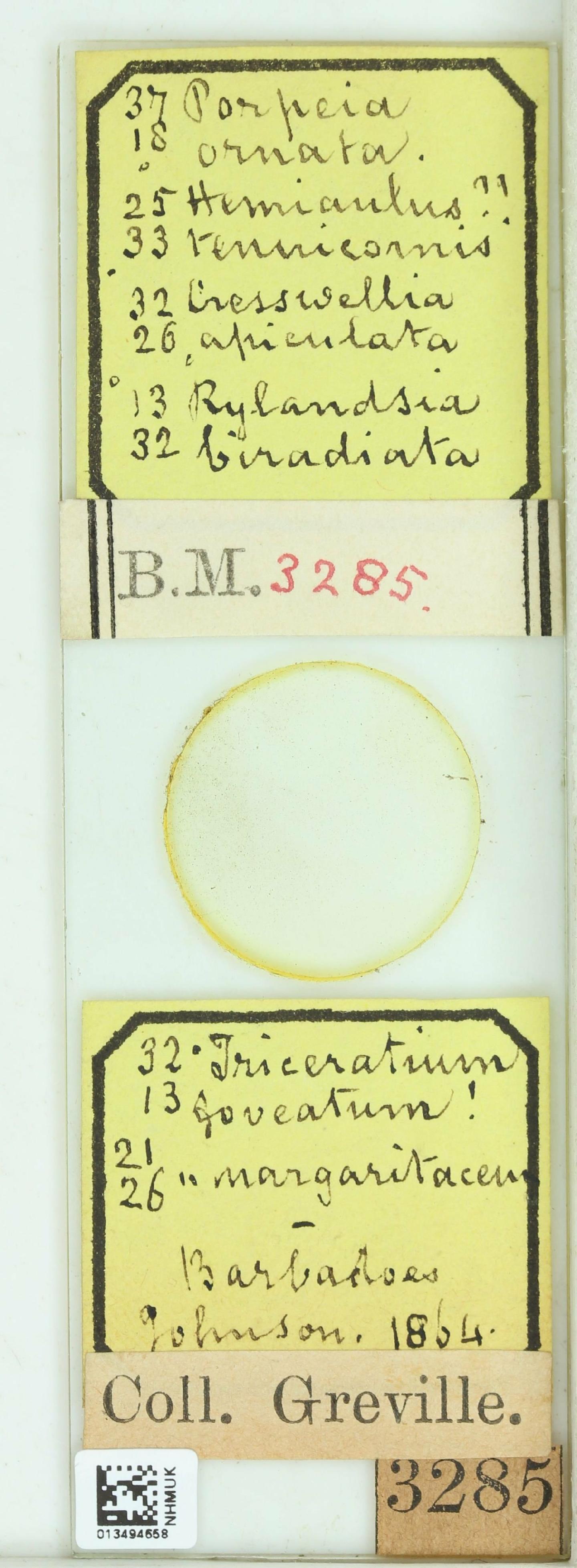 To NHMUK collection (Porpeia ornata Grev.; HOLOTYPE; NHMUK:ecatalogue:4740254)