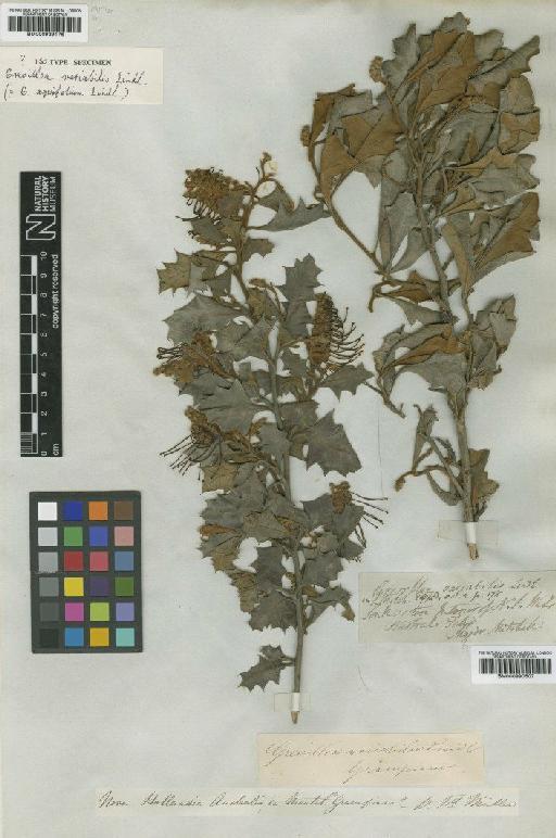 Grevillea aquifolium Lindl. - BM000990507