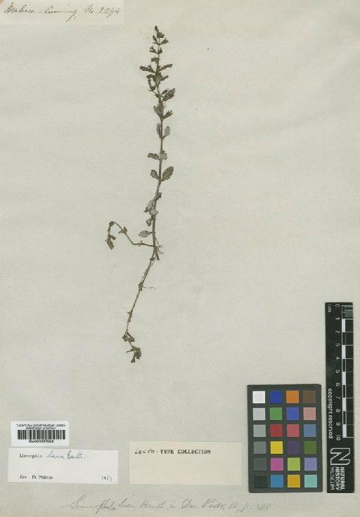 Limnophila laxa Benth. - BM000997886