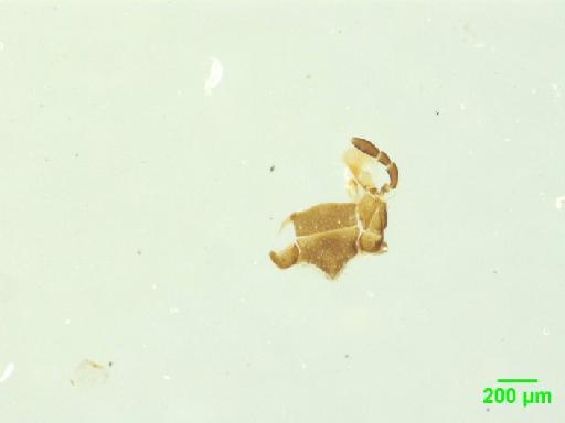 Onthophilus punctatus (Müller, 1776) - 010189762___5