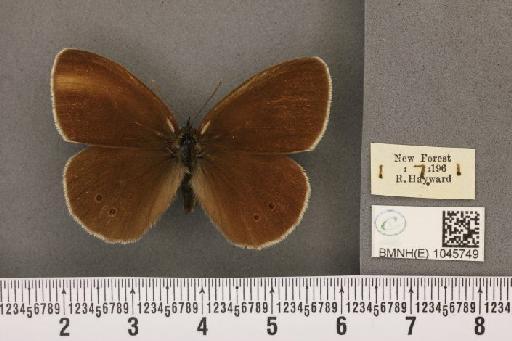 Aphantopus hyperantus ab. semi-albescens Tutt, 1908 - BMNHE_1045749_20716