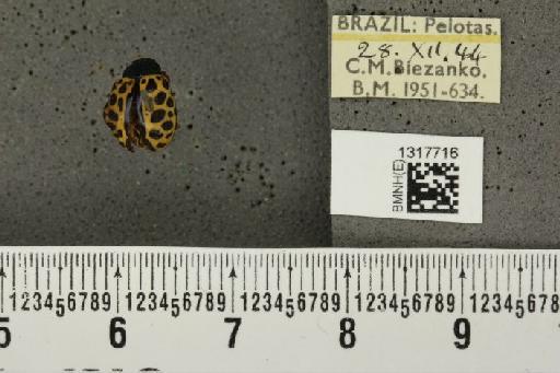 Calligrapha (Calligrapha) polyspila (Germar, 1821) - BMNHE_1317716_17418