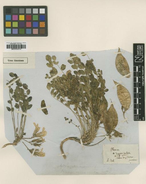 Astragalus megacarpus (Nutt.) A.Gray - BM001042750