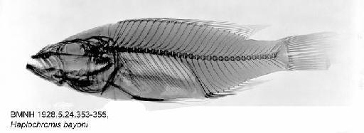 Haplochromis bayoni Boulenger, 1909 - BMNH 1928.5.24.353-355, Haplochromis bayoni, Radiograph