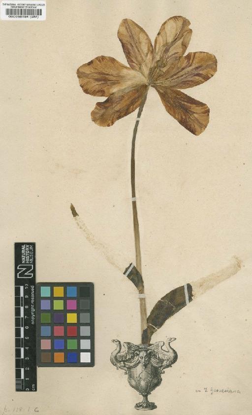 Tulipa gesneriana L. - BM000558484