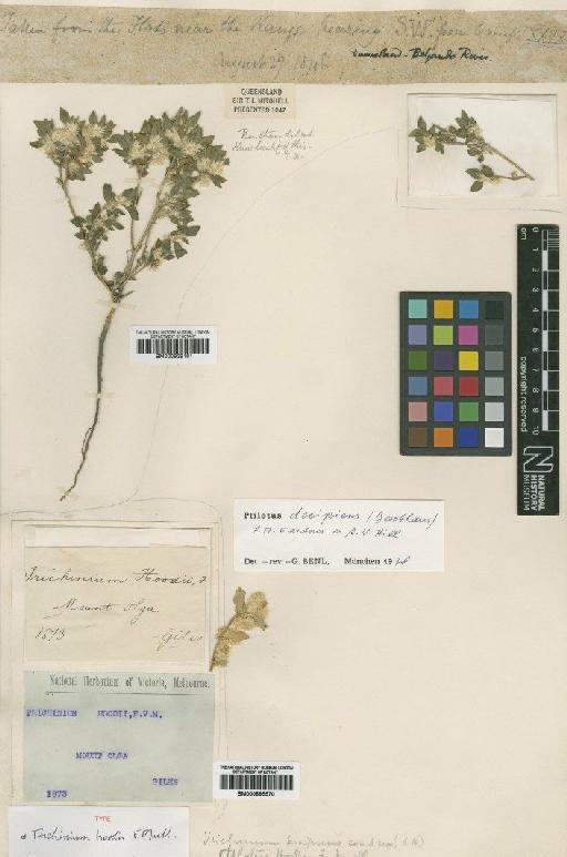 Ptilotus decipiens (Benth.) C.A.Gardner & A.W.Hill - BM000895570