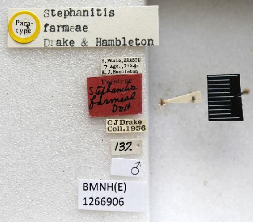 Stephanitis (Stephanitis) farameae Drake & Hambleton, 1935 - Stephanitis farameae-BMNH(E)1266906-Paratype male dorsal & labels