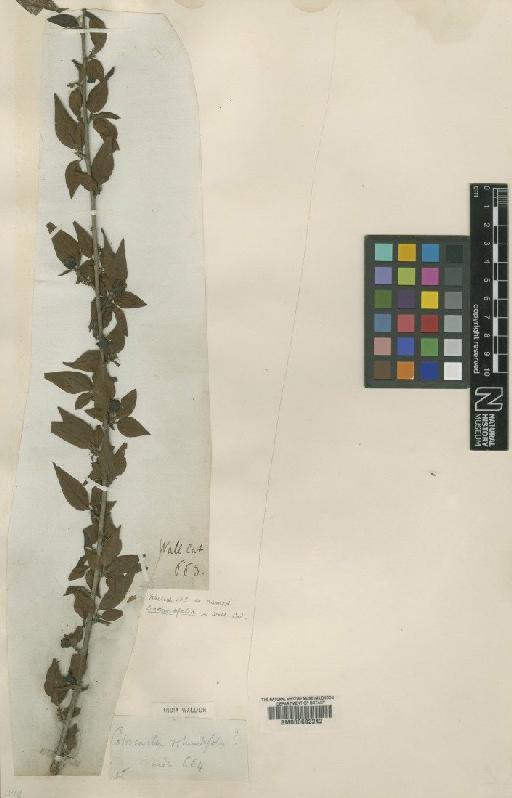 Cotoneaster acuminatus Lindl. - BM000602242