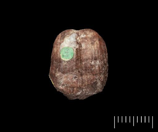 Productus lobatus J. Sowerby - B 47995