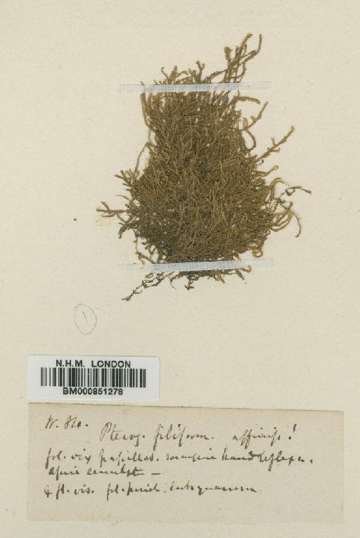 Fallaciella gracilis (Hook.f. & Wilson) H.A.Crum - BM000851278