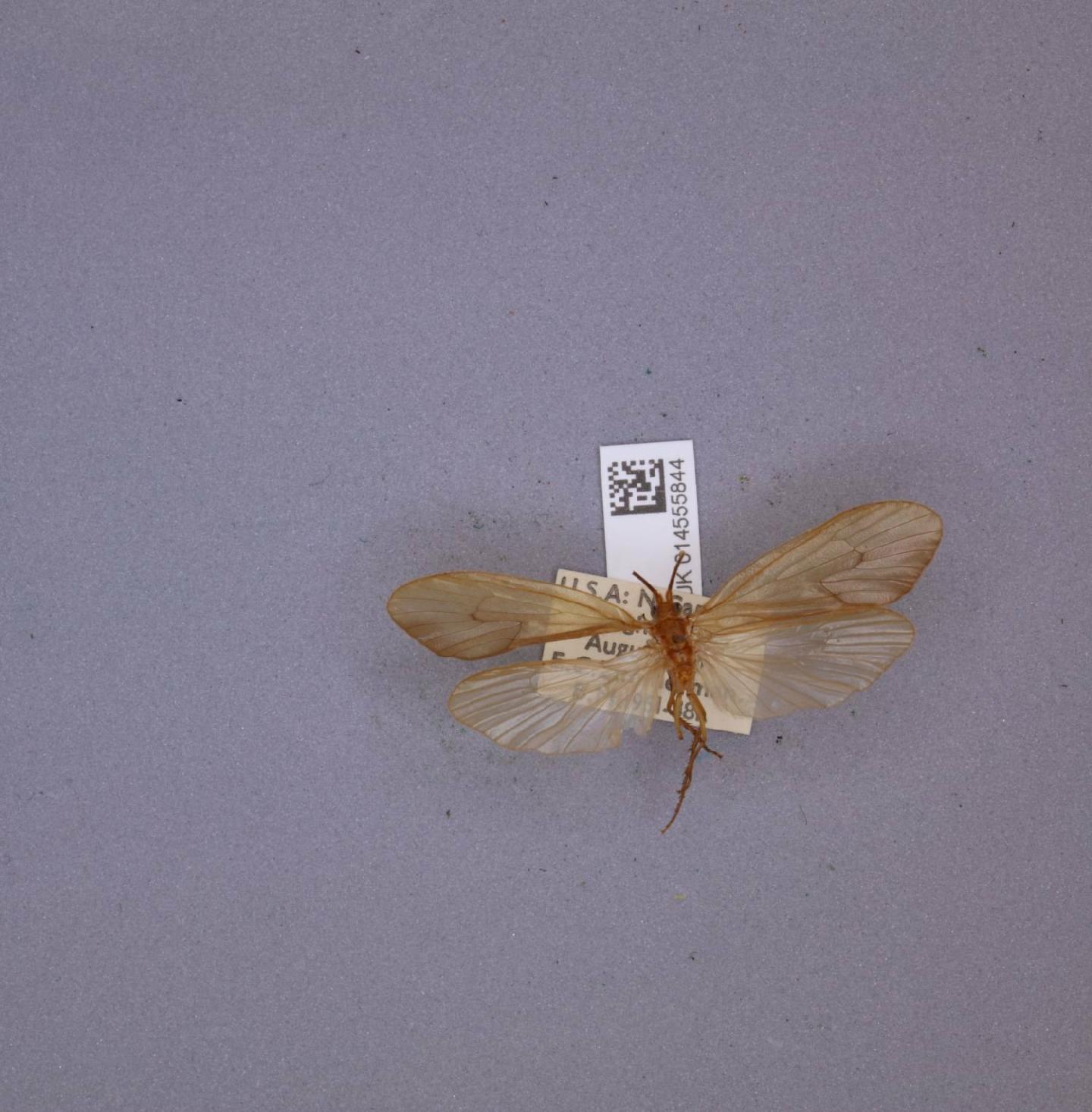 Pycnopsyche flavata