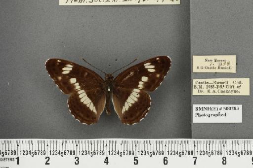 Limenitis camilla ab. minor Derenne, 1932 - BMNHE_500283_42600