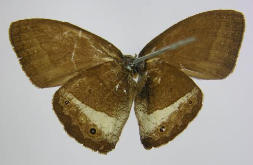 Euptychia pronophila Butler, 1867 - BMNH(E)_1267106_Guaianaza_(Euptychia)_pronophila_Butler_T_male_ (3)