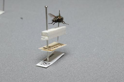 Sarcophaga (Myorhina) nigriventris Meigen, 1826 - 015092037_additional_1