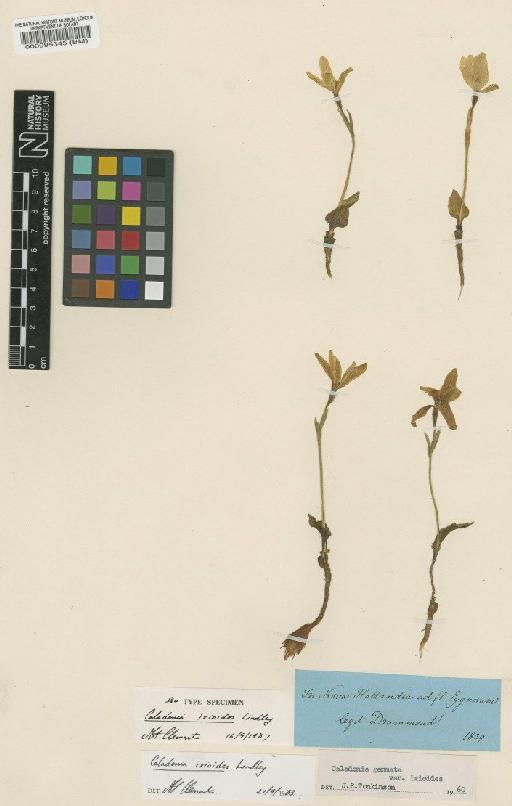 Caladenia ixioides Lindl. - BM000095345