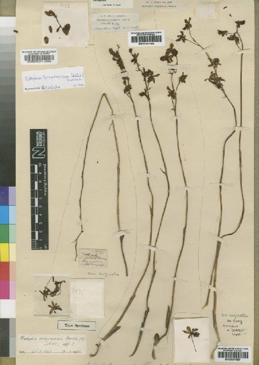 Eulophia livingstoniana (Rchb.f.) Summerh. - BM000528921