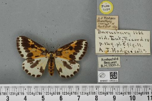 Abraxas grossulariata ab. aurivestita Cockayne, 1934 - BMNHE_1849372_414236