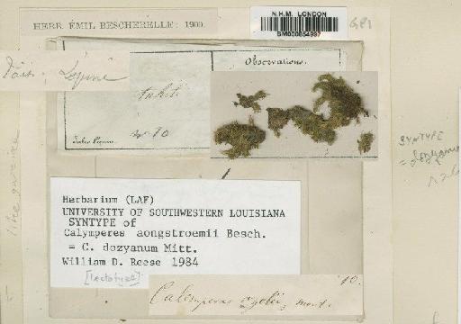 Calymperes graeffeanum Müll.Hal. - BM000854997