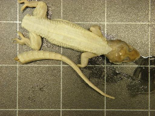 Hemidactylus depressus Gray, 1842 - Hemidactylus depressus RR1962.190 (1).JPG.JPG