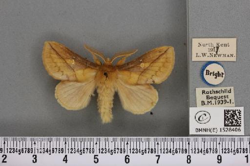 Euthrix potatoria ab. lilacina Cockayne, 1951 - BMNHE_1528406_196914