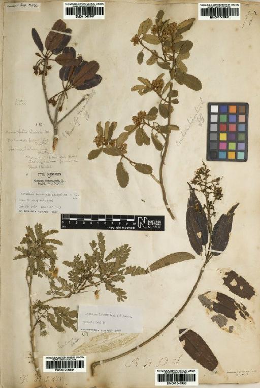Melastomataceae Juss. - BM001046986