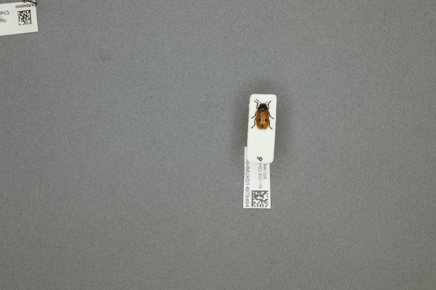 Lachnaia puncticollis thumbnail