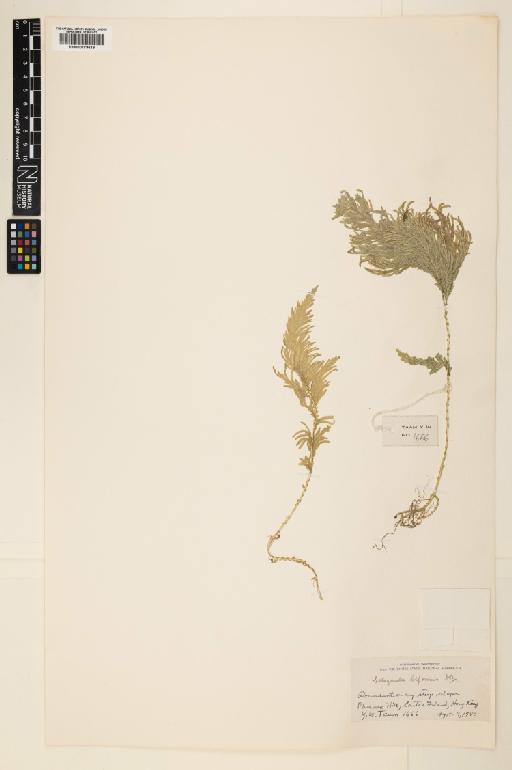 Selaginella biformis A.Braun ex Kuhn - 000779619