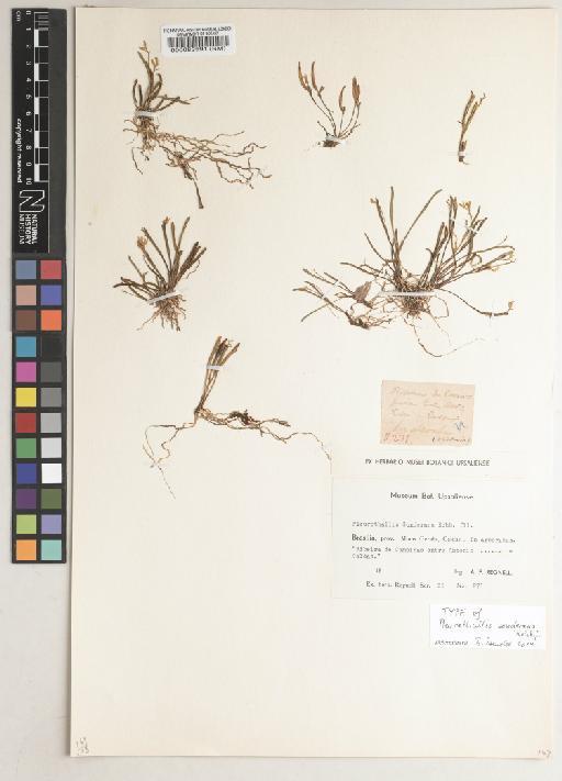 Pleurothallis sonderiana Rchb.f. - BM000082591