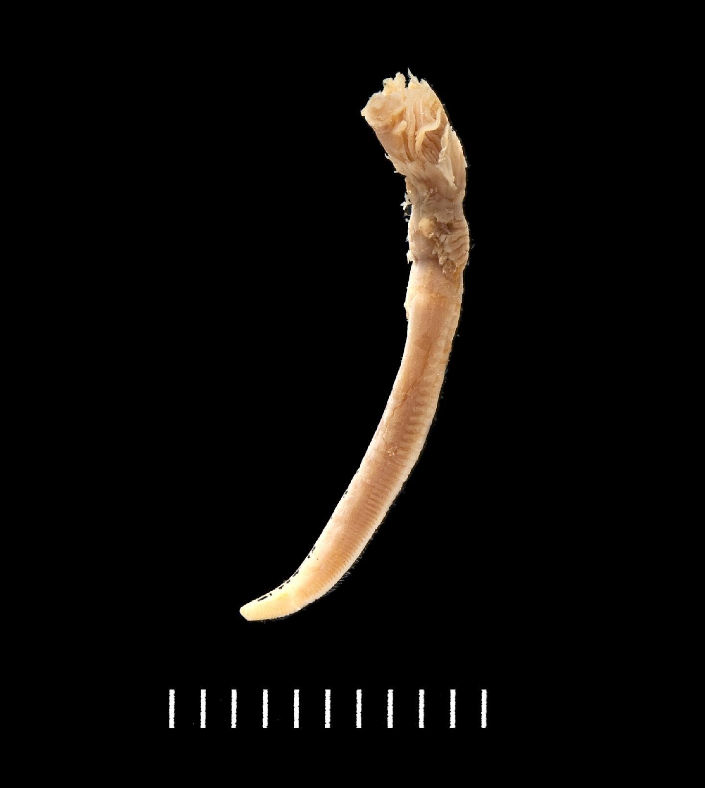 To NHMUK collection (Spirobranchus ceylonensis Pillai, 1960; holotype; NHMUK:ecatalogue:3537152)