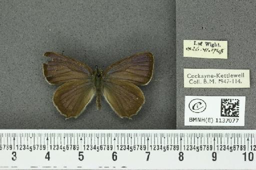Neozephyrus quercus (Linnaeus, 1758) - BMNHE_1137077_94481
