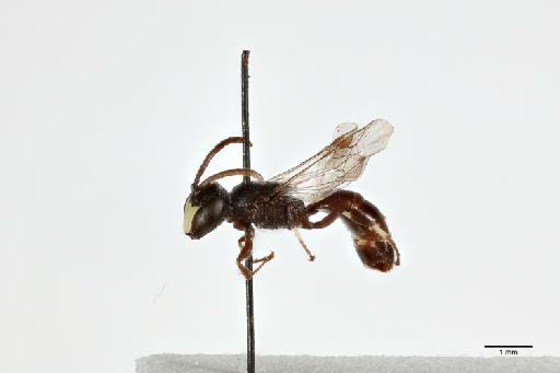 Hylaeus tenuis var. dominae Cockerell, 1936 - 013983596_lateral