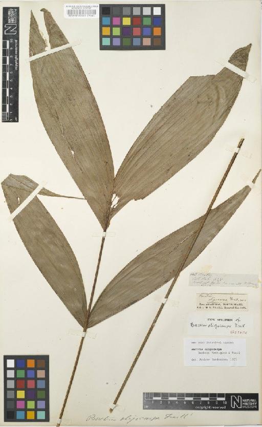 Bactris oligocarpa Trail - BM000055551