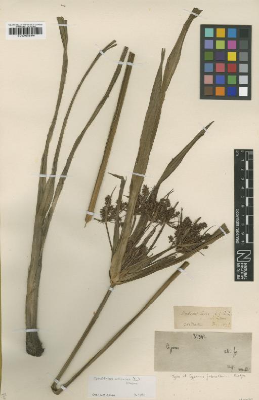 Torulinium odoratum (L.) S.S.Hooper - BM000938346