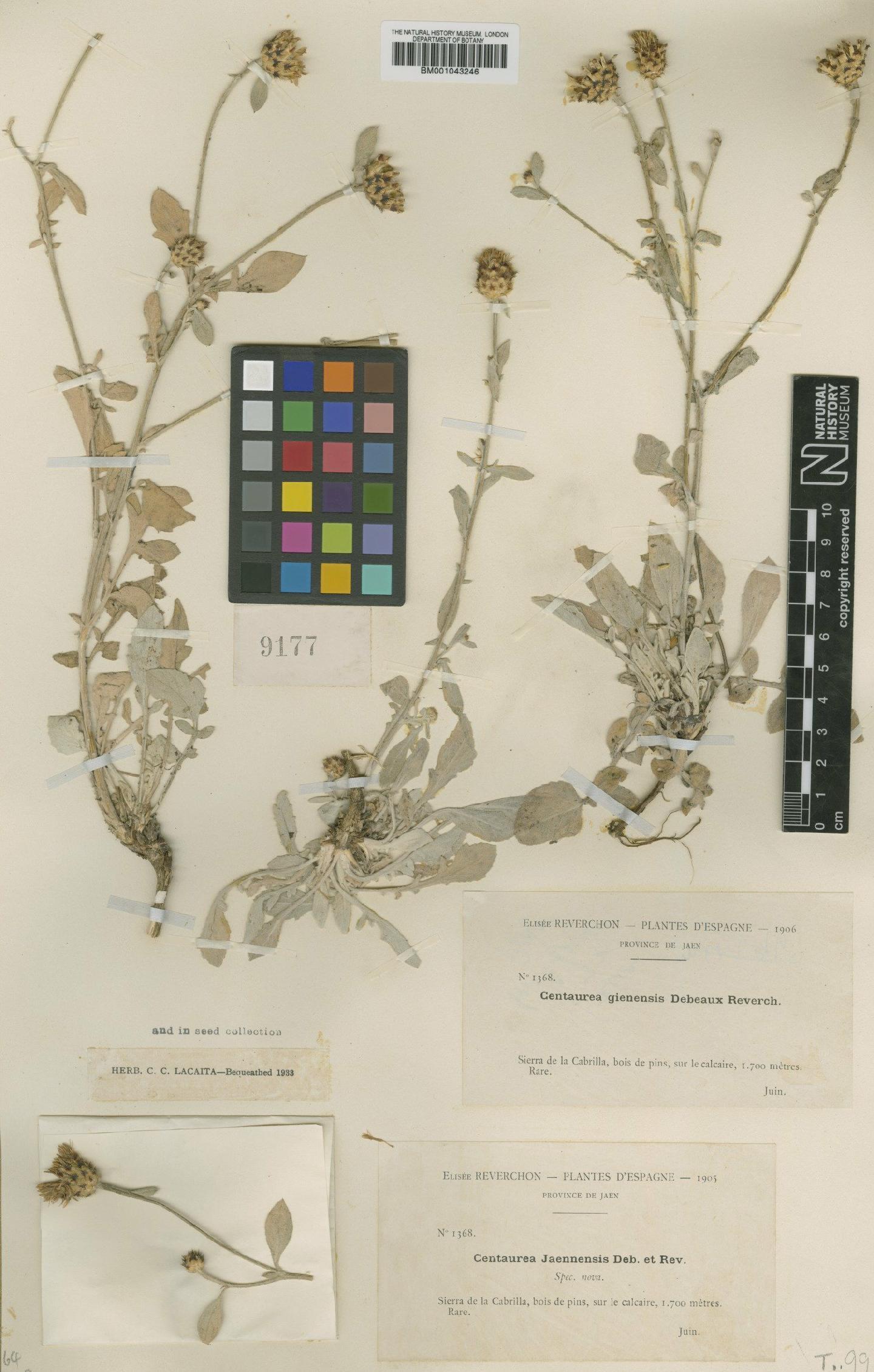 To NHMUK collection (Centaurea boissieri subsp. jaennensis (Debeaux) Dostal; Type; NHMUK:ecatalogue:1988818)