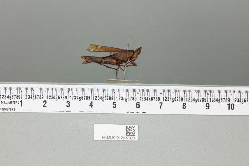 Erianthus guttatus (Westwood, 1841) - 012497323_reverse