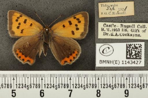 Lycaena phlaeas eleus ab. intermedia Tutt, 1896 - BMNHE_1143427_108300