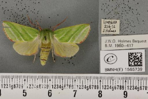 Pseudoips prasinana britannica (Warren, 1913) - BMNHE_1565739_293842