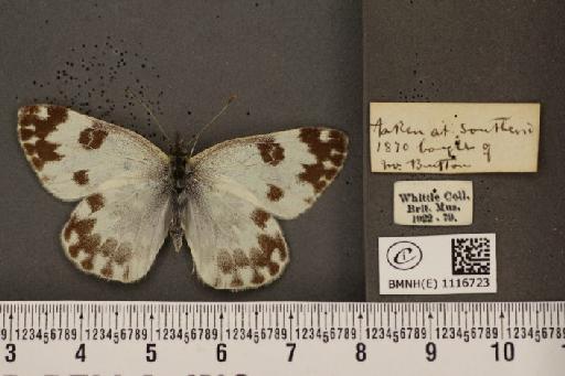 Pontia daplidice (Linnaeus, 1758) - BMNHE_1116723_68839