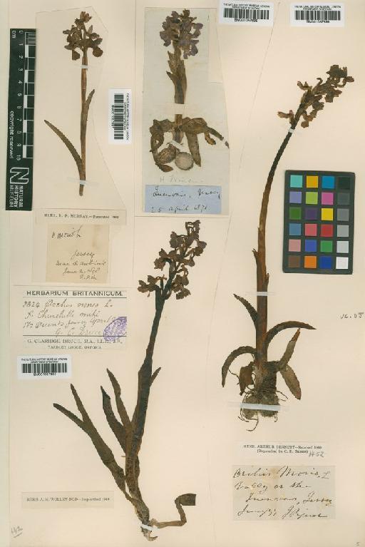 Anacamptis morio (L.) R.M.Bateman, Pridgeon & M.W.Chase - BM001057897.tif