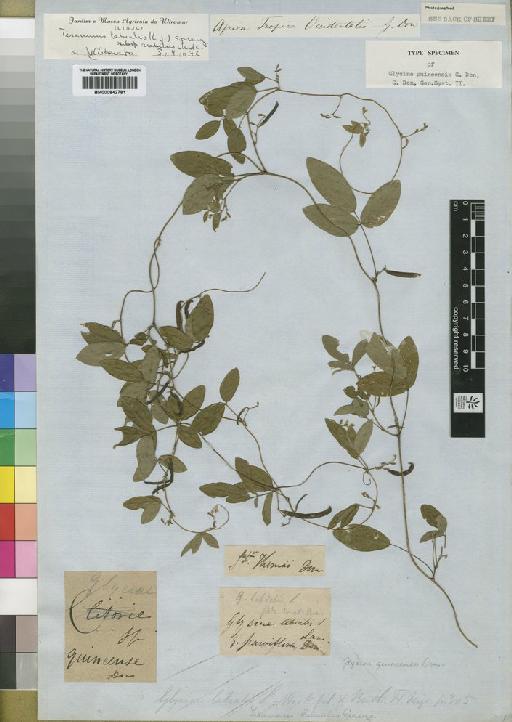 Teramnus labialis subsp. arabicus Verdc. - BM000842781