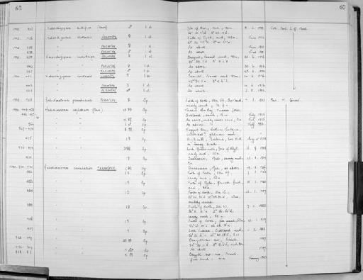 Halectinosoma crenulatum Clément & Moore, 1995 - Zoology Accessions Register: Crustacea (Entomostraca): 1982 - 1993: page 60