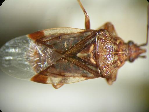 Pylorgus obscurus Scudder - Hemiptera: Pylorgus Obs