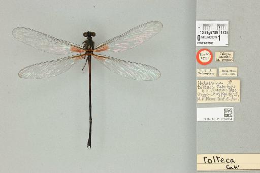 Hetaerina tolteca Calvert, 1901 - 013324054_dorsal