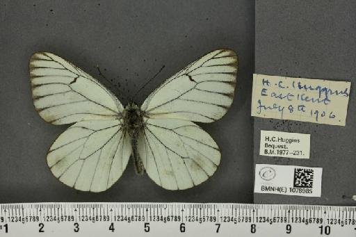 Aporia crataegi (Linnaeus, 1758) - BMNHE_1078985_70037