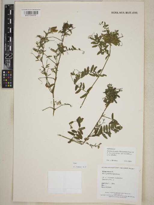 Vicia cracca L. - BM013409381