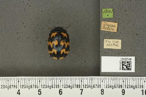 Leptinotarsa lacerata Stål, 1858 - BMNHE_1315746_15347