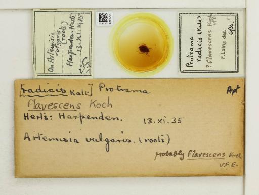Protrama flavescens Koch, 1856 - 015320139_112958_1095793_835815_NoStatus