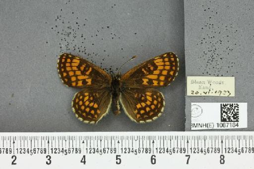 Melitaea athalia (Rottemburg, 1775) - BMNHE_1087184_57614